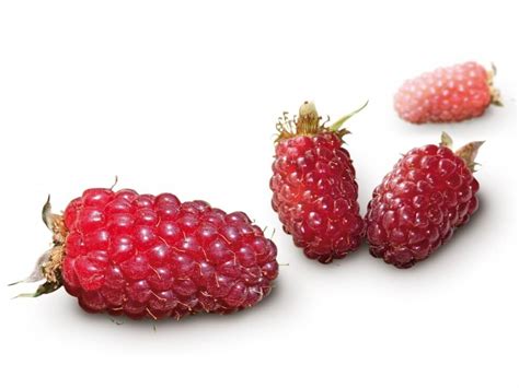 framboise de ronce.